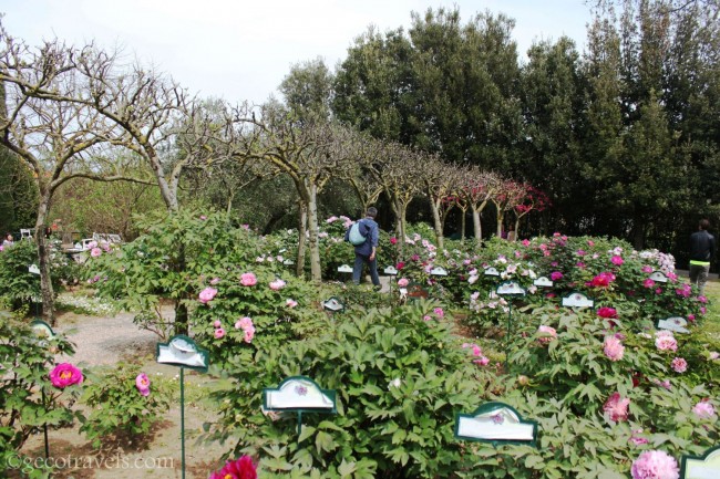 centro botanico Moutan