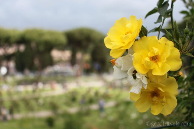 rose del roseto di Roma